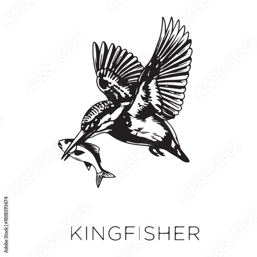  Vector Illustration Collection of Wild Animals  Kingfisher
