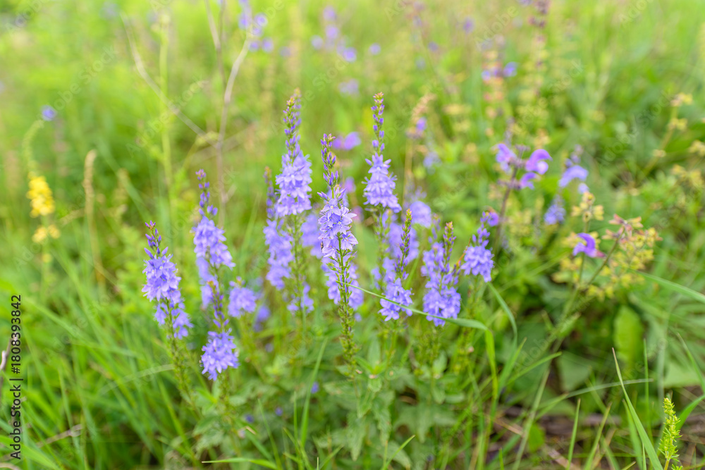 Obraz premium Beautiful, Vibrant Wildflowers Are Blooming in a Lush Green Meadow Under the Sun