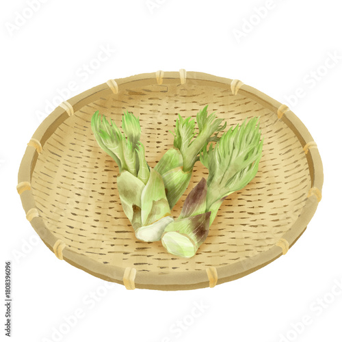 水彩風竹ザルの上のリアルなタラの芽のセット　早春の山菜