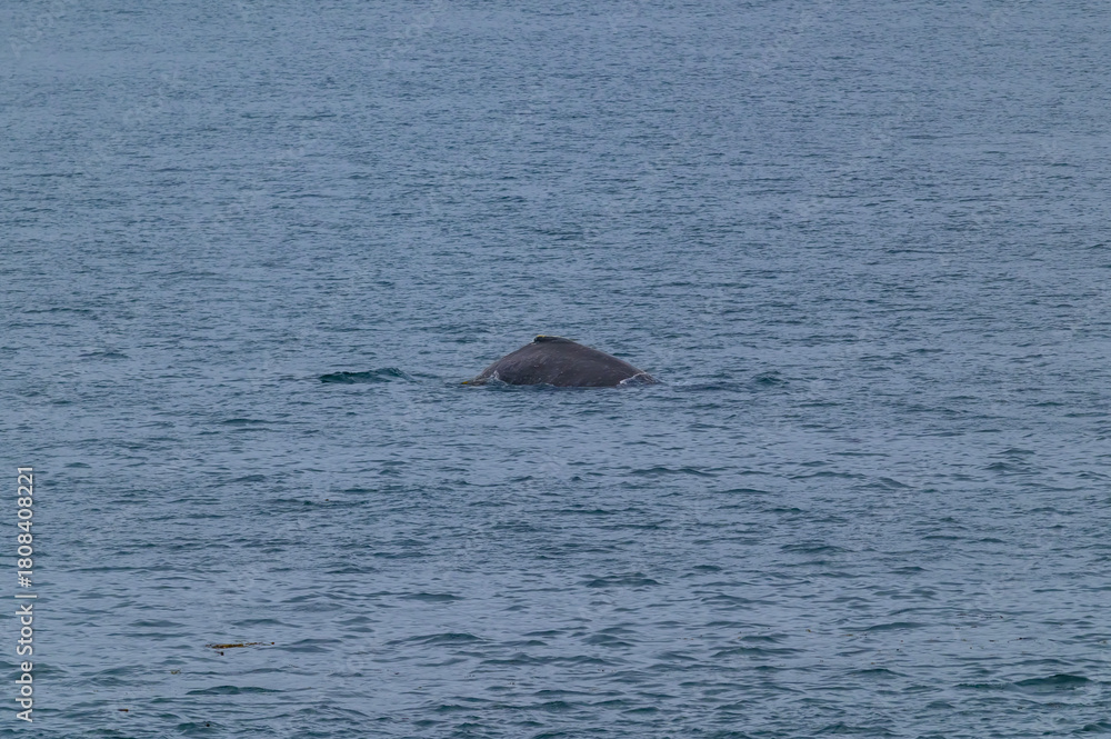 Fototapeta premium Humpback Whale Surfaces Near Ketchikan, Alaska.