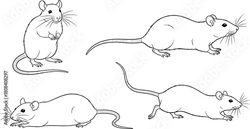 Rat and mouse line art vector set, hand drawn rodent sketch collection of animals running, standing and sniffing, black outline isolated on white background.