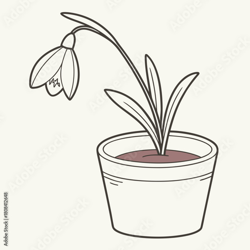 A potted snowdrop with a single bloom isolated on