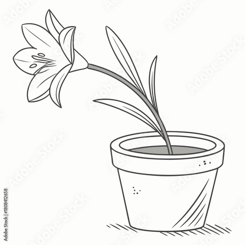 A potted lily with a single bloom isolated on
