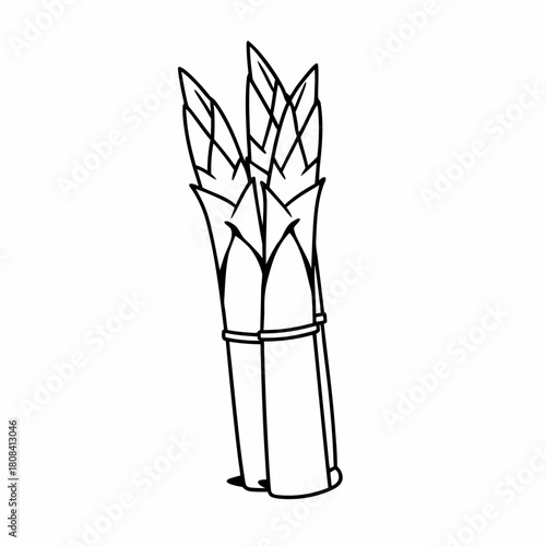 Illustration of asparagus stalks tied together isolated on