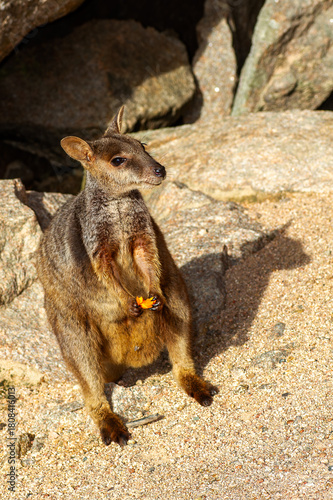 Allied Rock Wallaby (also known as a Weasel Rock-wallaby) looking for food on boulders near it's small cave. Scientific name Petrogale assimilis.