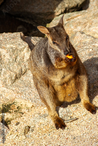 Allied Rock Wallaby (also known as a Weasel Rock-wallaby) looking for food on boulders near it's small cave. Scientific name Petrogale assimilis.