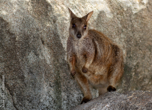 Allied Rock Wallaby (also known as a Weasel Rock-wallaby) looking for food on boulders near it's small cave. Scientific name Petrogale assimilis.