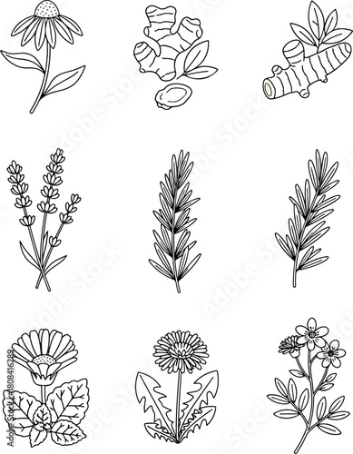 Collection of botanical illustrations featuring medicinal herbs and flowers