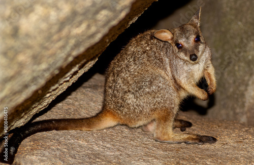 Allied Rock Wallaby (also known as a Weasel Rock-wallaby) looking for food on boulders near it's small cave. Scientific name Petrogale assimilis.