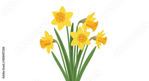 A lovely bouquet of five bright yellow daffodil flowers with long green stems and leaves is illustrated on white background.