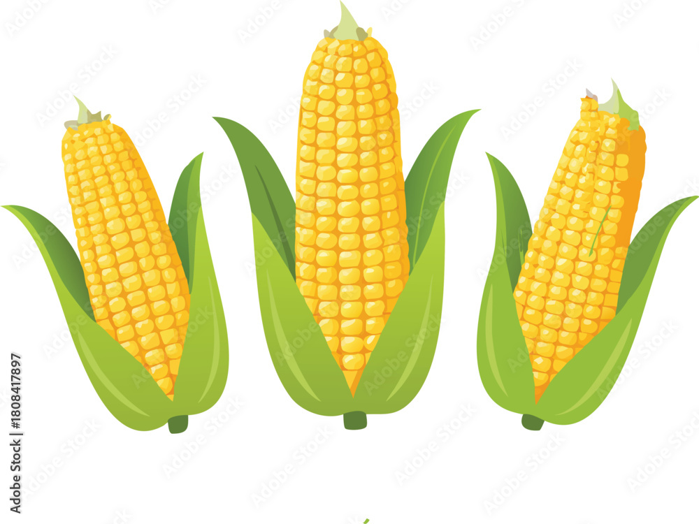Obraz premium Three ears of vibrant yellow corn with fresh green husks displayed together