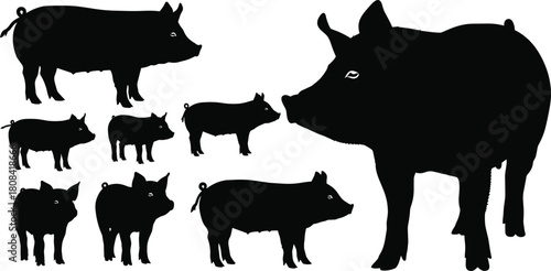 Set of black pig silhouettes and cute piglets standing, farm animal vector illustration isolated on white background for agriculture and livestock design.