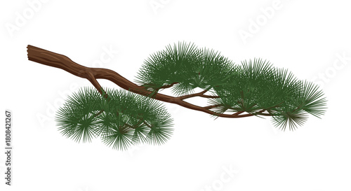 A realistic and detailed illustration of a green pine tree branch with long needles is shown on a white background.