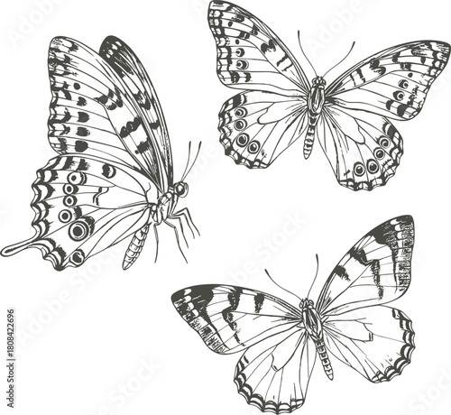 Butterfly illustration set, black and white insect drawings, detailed wing pattern art, nature sketch collection, entomology reference, vintage vector design pack