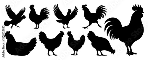 Rooster and Hen Chickens in Various Poses Silhouettes Collection on Transparent Background