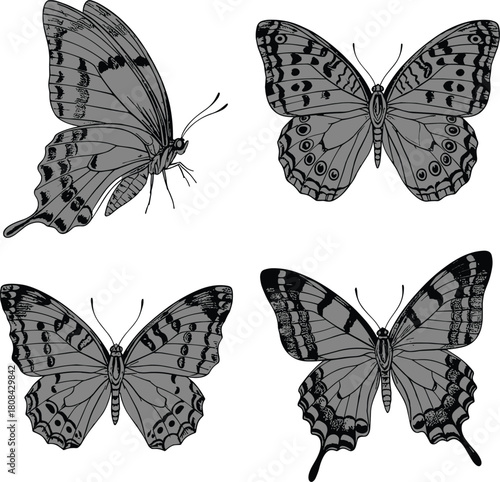 Butterfly illustration set, black and white insect drawings, detailed wing pattern art, nature sketch collection, entomology reference, vintage vector design pack