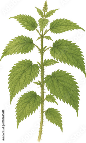 Nettle plant with stinging hairs, detailed botanical art, watercolor stylePrint
