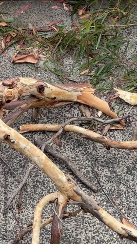 aftermath of a large branch on ground fallen from eucalyptus tree due to environmental extreme weather conditions