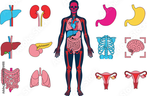 Illustration of human body anatomy with internal organs isolated on medical illustration of liver, kidney, stomach, intestine, brain, lung, uterus and skeleton