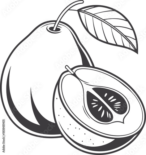 vector illustration of plums