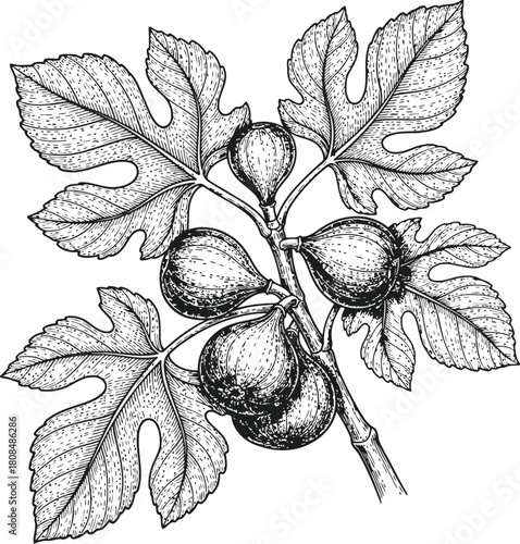 Fig branch silhouette with ripe fruits and textured leaves in a vintage engraving style