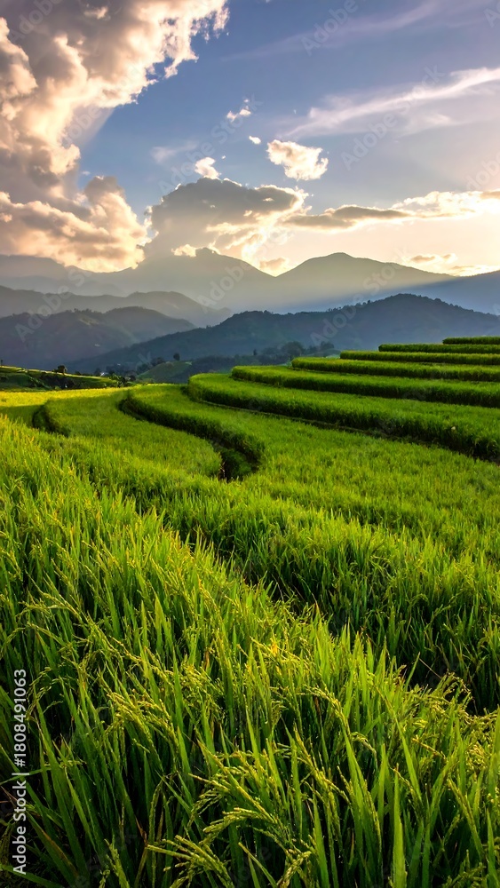 Fototapeta premium Lush, tiered rice fields bask in golden hour light, under a sky with dramatic clouds and distant blue mountains