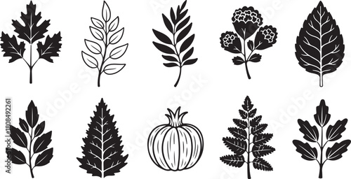 vector set of autumn leaves
