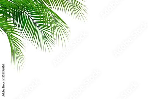 Tropical Palm Leaves Corner Background