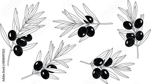 Black and white olive branches, hand drawn botanical sketch, vector illustration set, isolated Mediterranean food elements for label design.