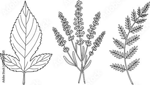 Hand drawn botanical collection, lavender flowers, fern branch, jagged leaf, black and white vector illustration, isolated nature elements for design.