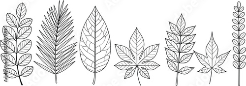 Hand drawn leaves collection, tropical and forest foliage, black outline vector illustration, isolated nature elements for botanical floral design.