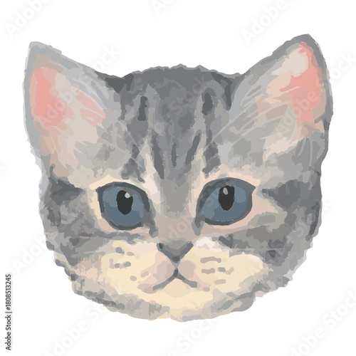 Realistic Cats of the World –American Shorthair – Face Vector Illustration