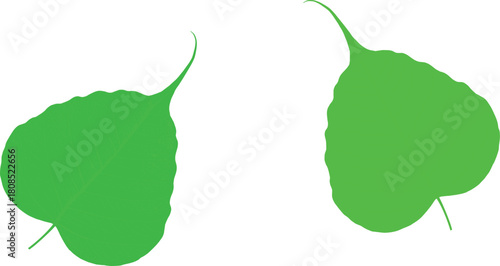 Botanical Leaf Comparison – Detailed Vein Patterns on Green Foliage