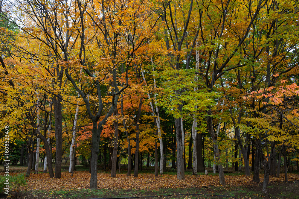 Naklejka premium 彩りの森、秋の中島公園