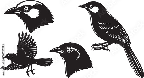 set of birds isolated