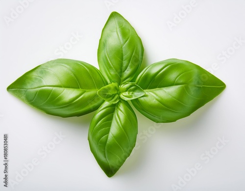 Single Basil Leaf on White Background — Fresh Green Culinary Herb Still Life