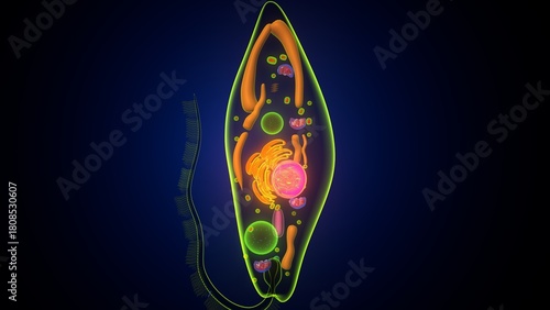 Euglena algae anatomy. 3d render