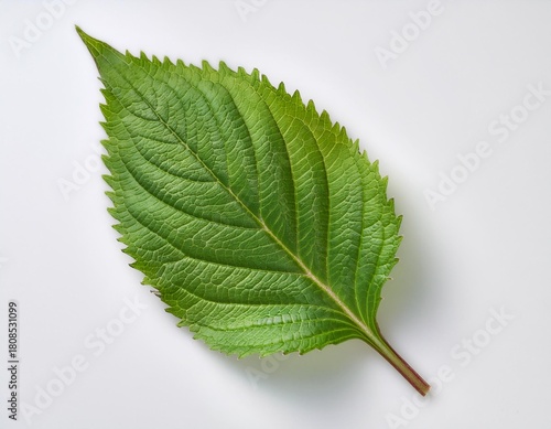 Single Shiso Leaf on White Background — Fresh Aromatic Herb Still Life