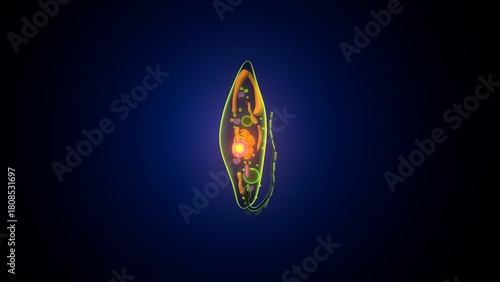 Euglena algae anatomy. 3d illustrations