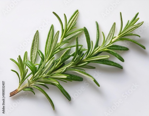 ingle Rosemary Sprig on White Background — Herbal Needle-Like Botanical Still Life