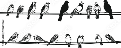 (22 words) Collection of cute birds sitting on wires, vector illustration of silhouettes and detailed drawings, flock resting on cable, black and white style.