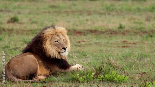 Wallpaper Mural Dominant African male lion with lush mane lying down in field scanning territory Torontodigital.ca