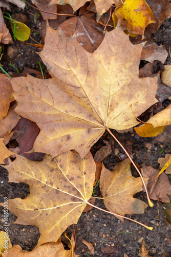 Faded brown maple leaves lying on the soil ground in late autumn