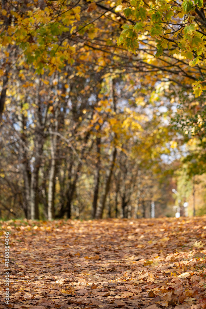 Obraz premium Low angle view of a park path carpeted with fallen autumn leaves