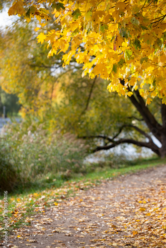 Yellow maple leaves hanging over a blurred park path in autumn