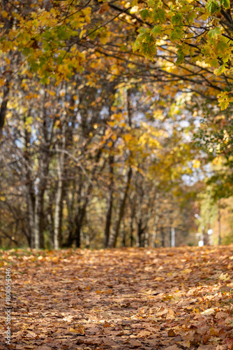 Low angle view of a park path carpeted with fallen autumn leaves