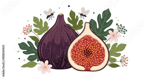 Beautiful botanical illustration of a whole and sliced purple fig surrounded by green leaves flowers and two flying bees.