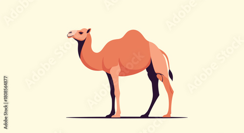 Stylized flat vector illustration of a majestic dromedary camel standing in a desert environment on a light background.