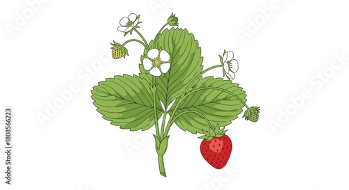 Vintage botanical illustration of a wild strawberry plant with green leaves white flowers and a single ripe red berry.