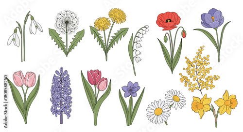 Beautiful collection of hand-drawn spring flowers including tulips daffodils dandelions and poppies isolated on white.